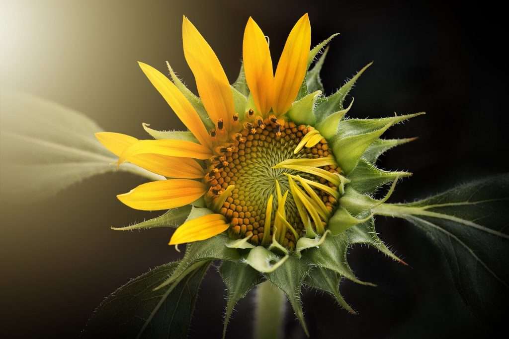 sunflower 3113318 1920